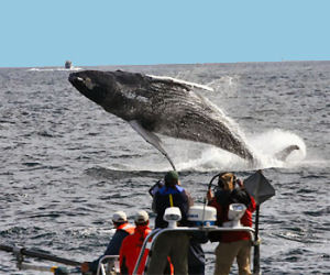 7 Seas Whale Watch - #1 Gloucester Massachusetts attraction